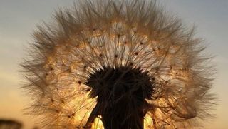 Pusteblume im Abendlicht