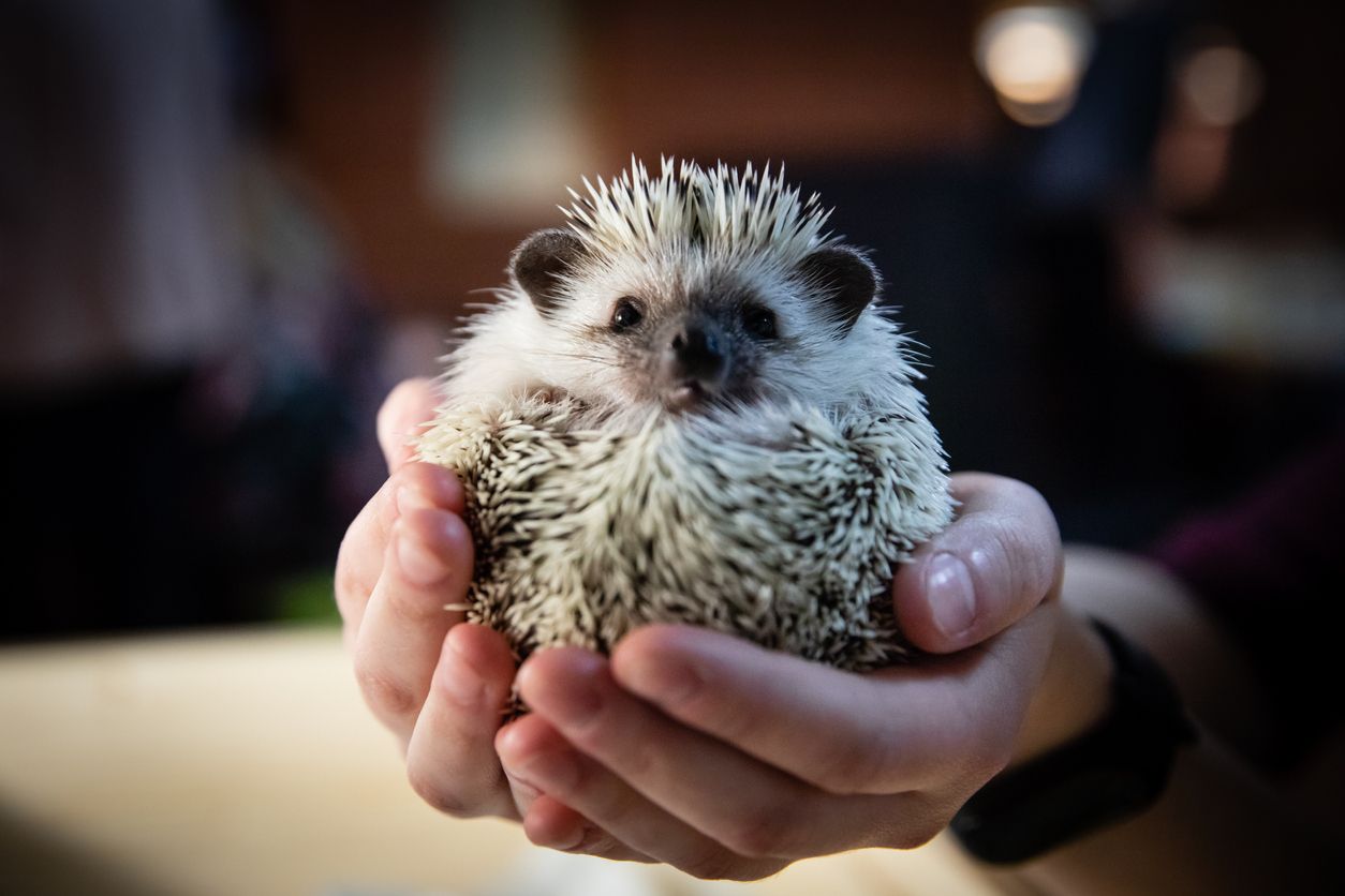 Ein halb zusammengerollter Igel in den Händen einer jungen Frau