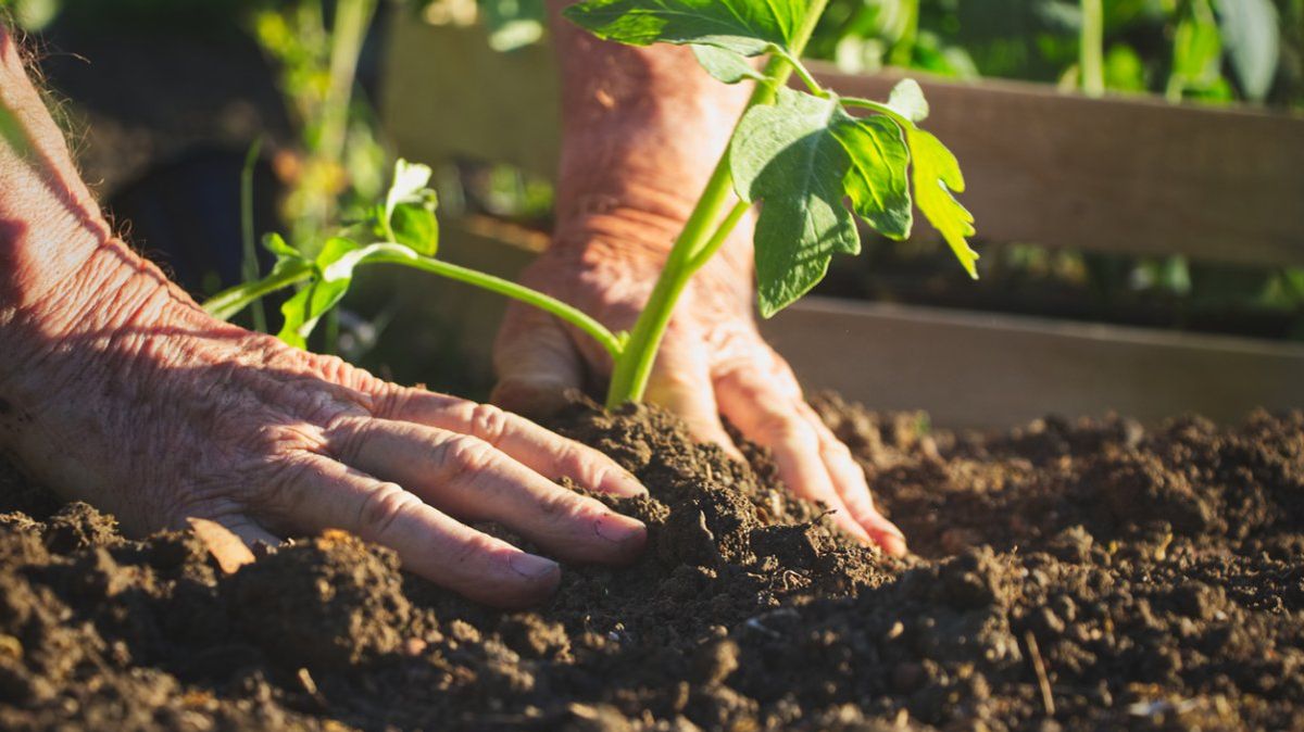 Die Hände eines alten Mannes, die eine Pflanze in ein Gartenbeet einsetzen.