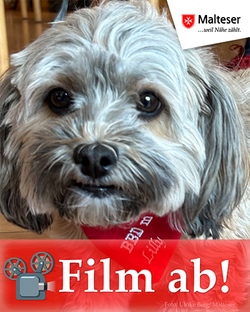 kleiner Hund, graues Fell, Kulleraugen