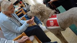 Eine ältere Dame streichelt einen Besuchshund der Malteser