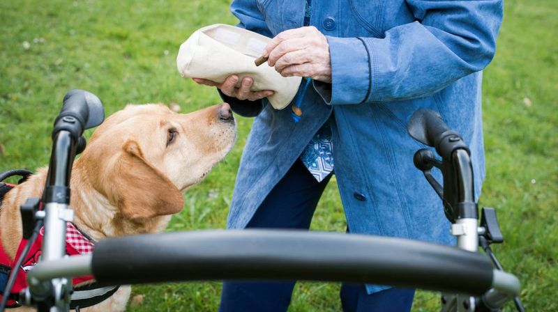 Ein Hund bekommt ein Leckerli von einer Frau mit Rollator