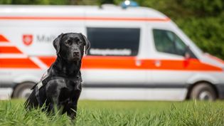 Schwarze Labrador-Hündin