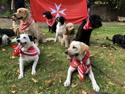 Besuchshunde der Malteser mit Halstuch auf einer Wiese.