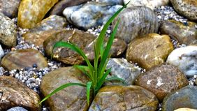 zwischen Steinen im Wasser wächst eine kleine grüne Pflanze