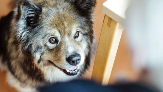 Ein brauner Hund schaut nach oben zu einer älteren Dame.