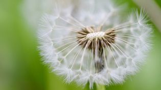 Eine Pustblume ganz nah verliert erst weiße Blüten.
