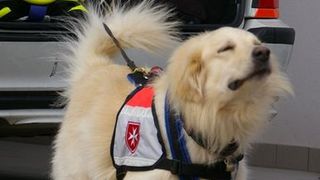 Hund mit Hundegeschirr mit Malteser Logo