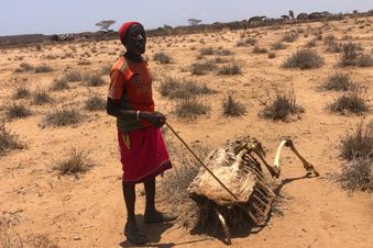 Ein Viehhirte in Kenia neben einem verendeten Tier. Foto: PACIDA/Malteser International