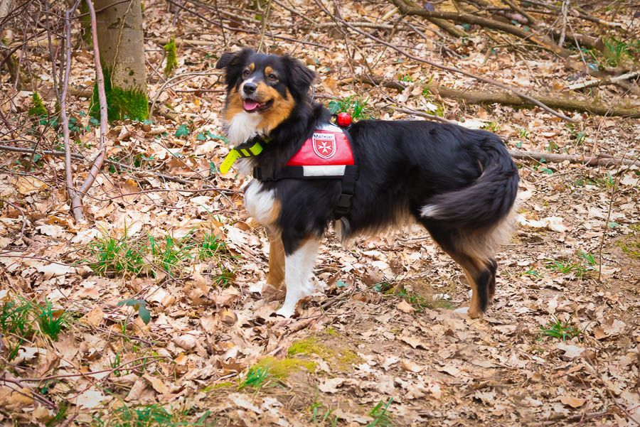 Angehende Rettungshündin Lucy bei einer Übung der Flächensuche