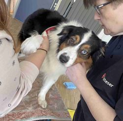 Der Pfote eines Hundes wird ein Verband angelegt