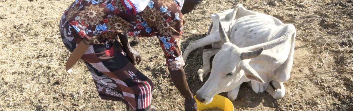 Eine Person in farbenfroher, afrikanischer Kleidung füttert ein stark unterernährtes Rind.