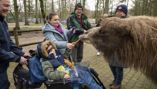 Ein Junge im Rollstuhl füttert ein Kamel
