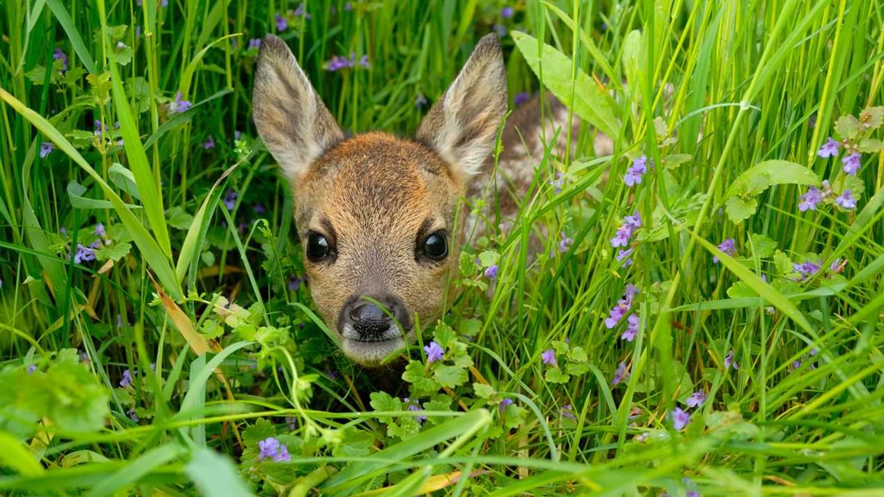 Ein Rehkitz im Gras