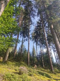 Zu sehen ist ein Wald aus der Froschperspektive und blauer Himmel. (Symbolfoto)