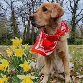 Ein Besuchshund mit Malteser-Halstuch steht im Grünen – Teil des tiergestützten Besuchsdienstes zur Förderung von Lebensfreude und sozialer Teilhabe.