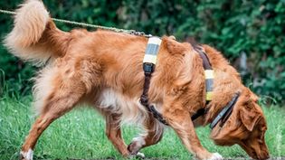 Ein oranger Rettungshund arbeitet mit tiefer Nase eine Spur von link nach rechts