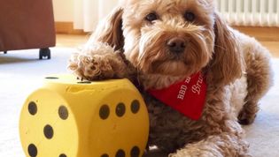 Hund der seine Pfote auf einen großen Würfel hat und ein Malteser Halstuch trägt