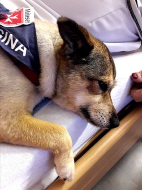 Malteser Besuchsdienst mit Herz und Hund schenken Sie Freunde, Trost und Zuwendung. Foto: Malteser