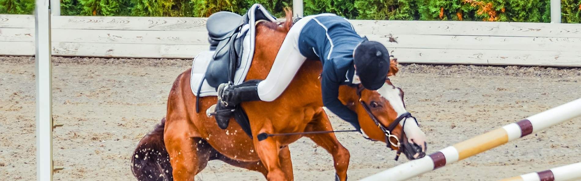Ein Pferd stoppt beim Springreiten vor einem Hindernis und wirft die reitende Person ab.