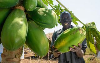 Papaya-Baum in Uganda