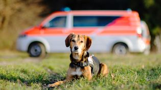 Foto eines Hundes vor einem Einsatzfahrzeug
