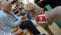 Eine ältere Dame streichelt einen Besuchshund der Malteser