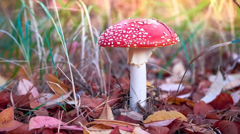 Ein Pilz auf Waldboden