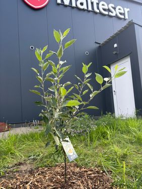 Das Apfelbäumchen fand seinen Platz direkt hinter der Malteser Unterkunft.