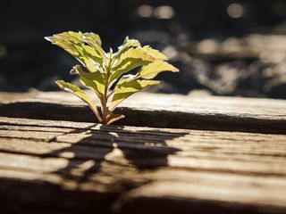 Ein Blatt wächst durch Bretter