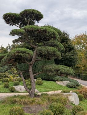 Eine schön in Form gebrachte Muschelzypresse
