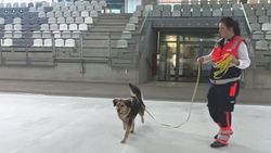 Auf der eisfreien Fläche der Arena steht eine Malteser Helferin und hält an der Leine einen Rettungshund.