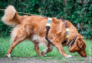 Ein oranger Rettungshund arbeitet mit tiefer Nase eine Spur von link nach rechts