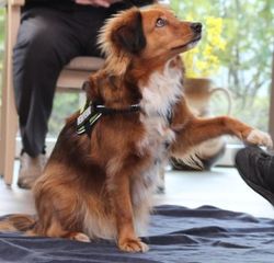 Hündin Maja legt einer Person die Pfote auf den Fuß und wartet aufmerksam.