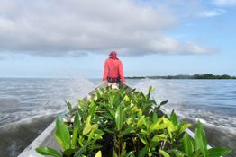 Reforestation of mangroves