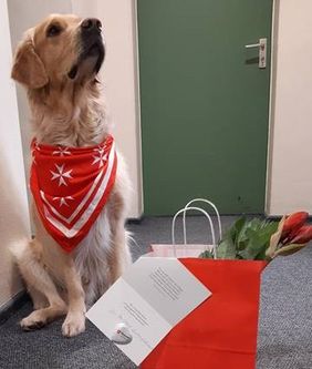 Malteser Besuchshund überrascht mit Geschenk.