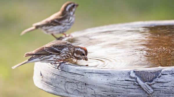 Zwei Vögel an einer Vogeltränke, einer trinkt. 