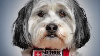 Ein grau-weißer Hund mit rotem Malteser Halstuch.