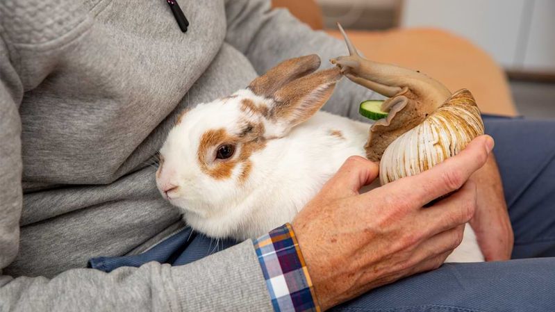 Ein Kaninchen und eine große Schnecke auf dem Schoß eines älteren Mannes.