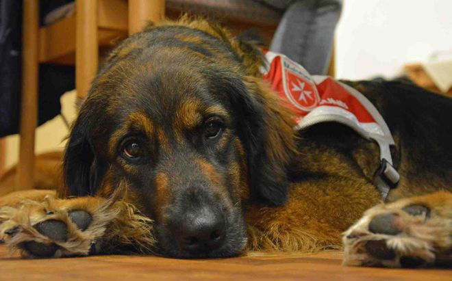 Ein Hund der Malteser-Besuchshunde