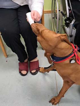 Besuchshunde sind ein wirksames Mittel gegen die Einsamkeit von Senioren.