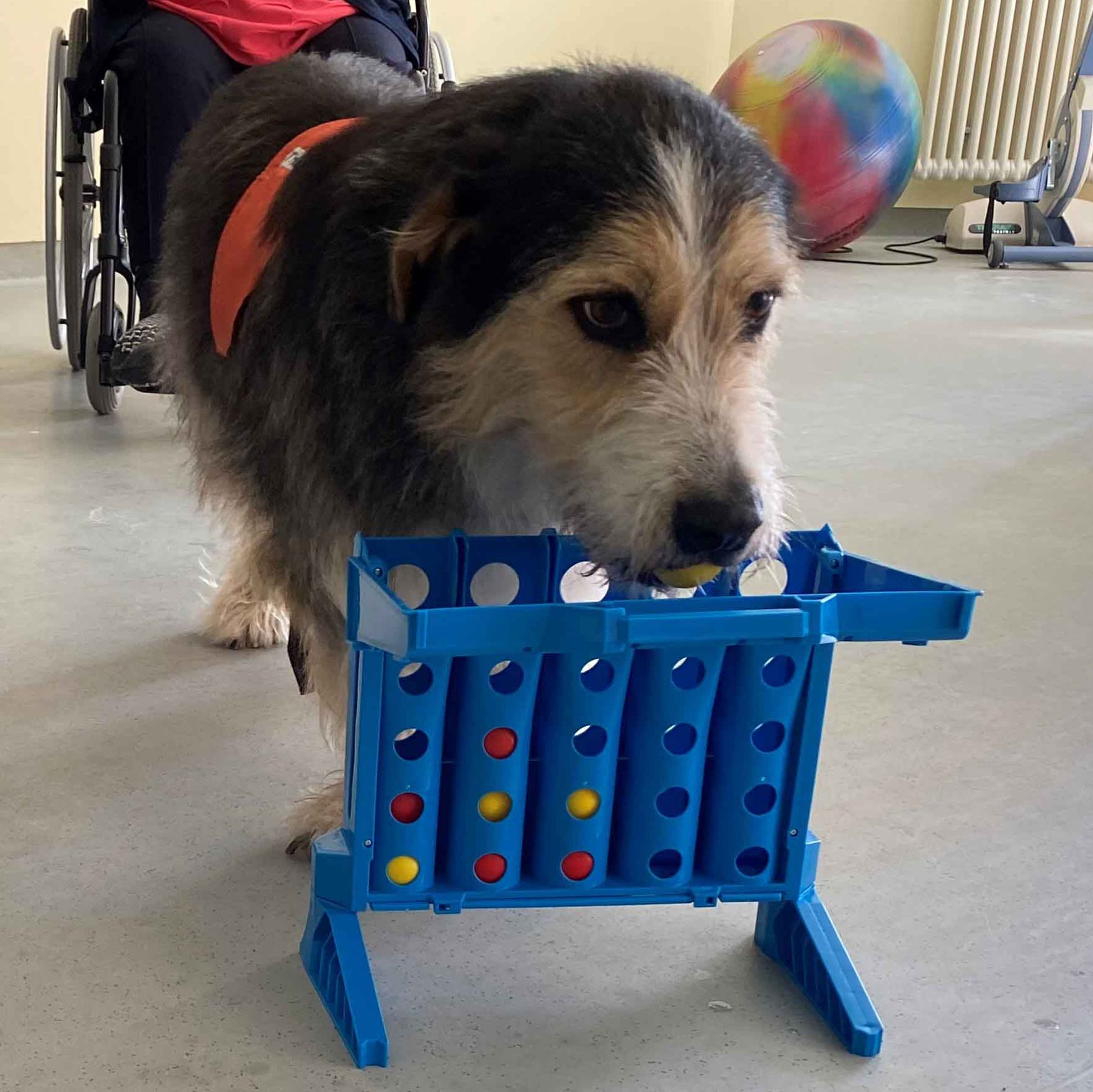 Therapiehund Ernesto bei der Gruppentherapie im Franziskus in Flensburg