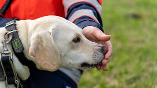 Portrait eines Malteser Rettungshundes.