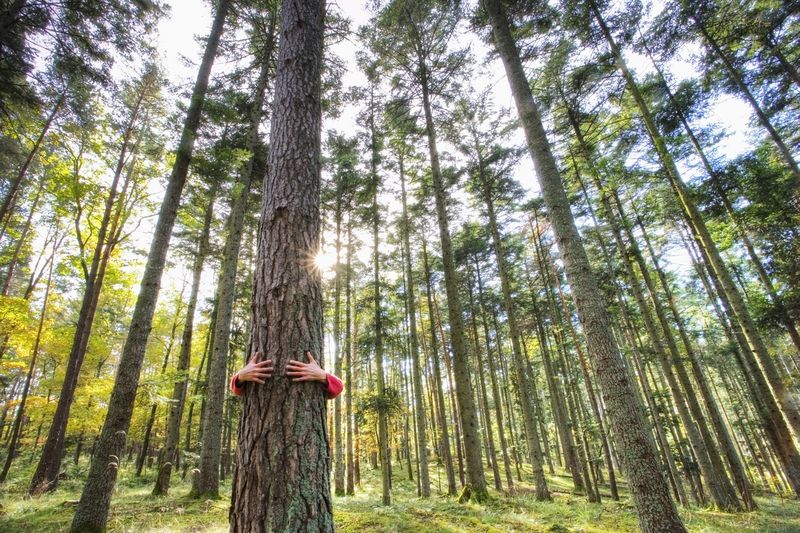 Zwei Arme umarmen einen Baum