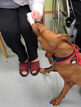 Besuchshunde sind ein wirksames Mittel gegen die Einsamkeit von Senioren.