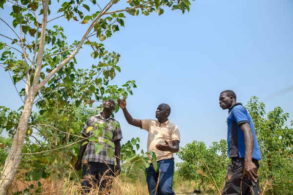 Baumsetzlinge in den Camps in Uganda