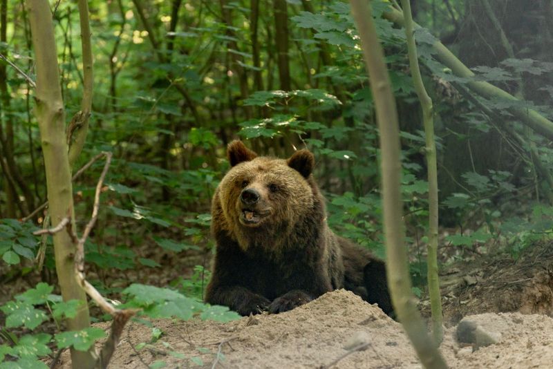 Ein Braunbär mit zufriedenem Gesichtsausdruck in einem Wald.