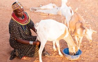 Livestock Kenya