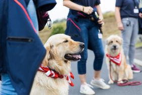 Die Malteser starten den ersten Besuchs -und Begleitungsdienst mit Hund in Fulda. Foto: Jan Fäller