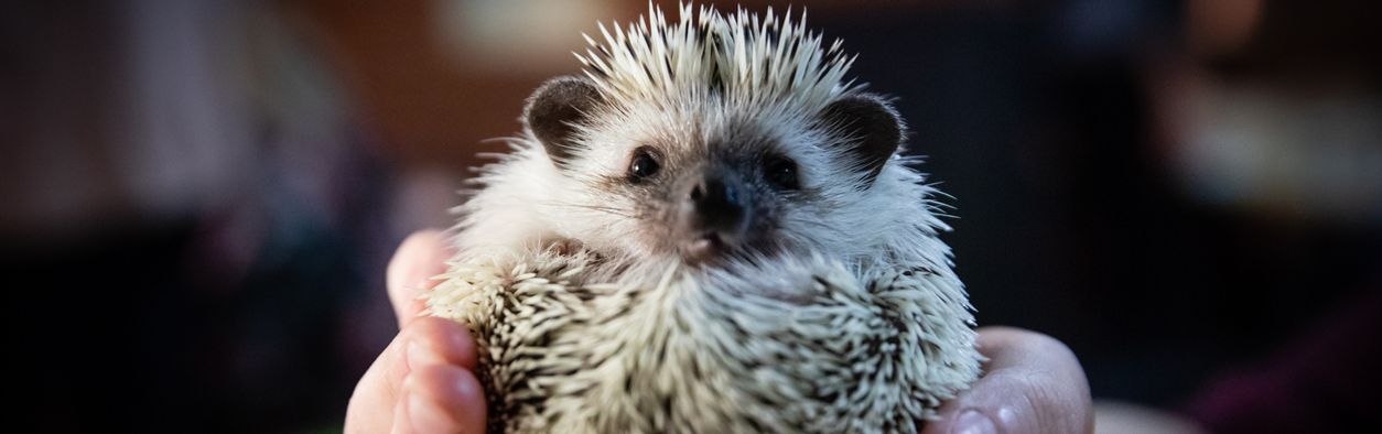 Ein halb zusammengerollter Igel in den Händen einer jungen Frau